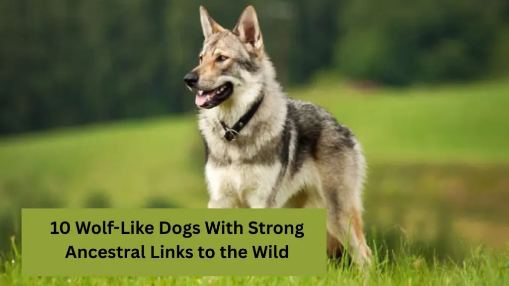 10 Wolf-Like Dogs With Strong Ancestral Links to the Wild