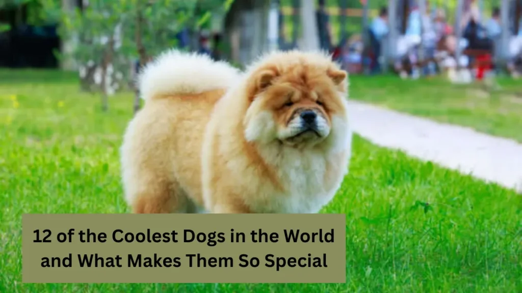 12 of the Coolest Dogs in the World and What Makes Them So Special