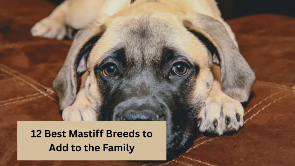 12 Best Mastiff Breeds to Add to the Family