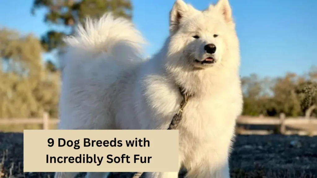 9 Dog Breeds with Incredibly Soft Fur