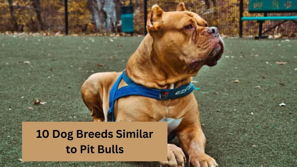 10 Dog Breeds Similar to Pit Bulls