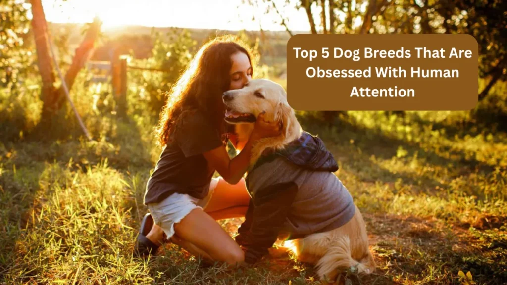 Top 5 Dog Breeds That Are Obsessed With Human Attention
