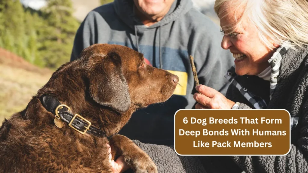6 Dog Breeds That Form Deep Bonds With Humans Like Pack Members