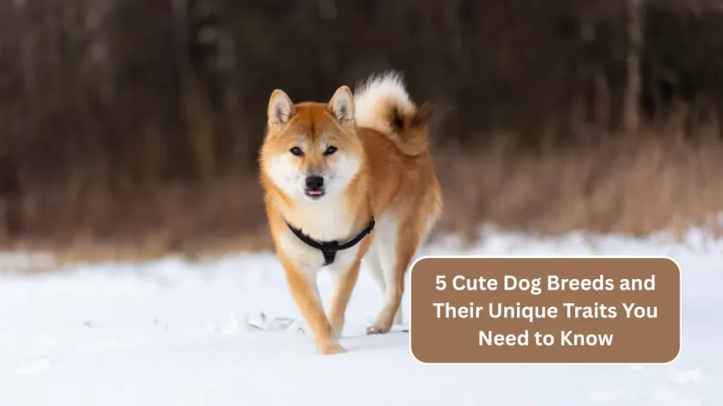5 Cute Dog Breeds and Their Unique Traits You Need to Know
