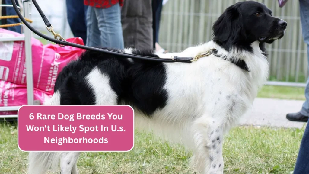 6 Rare Dog Breeds You Won't Likely Spot In U.s. Neighborhoods