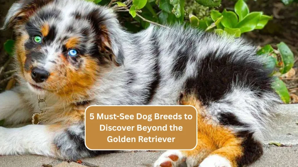 5 Must-See Dog Breeds to Discover Beyond the Golden Retriever