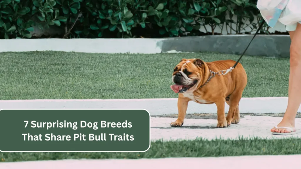 7 Surprising Dog Breeds That Share Pit Bull Traits
