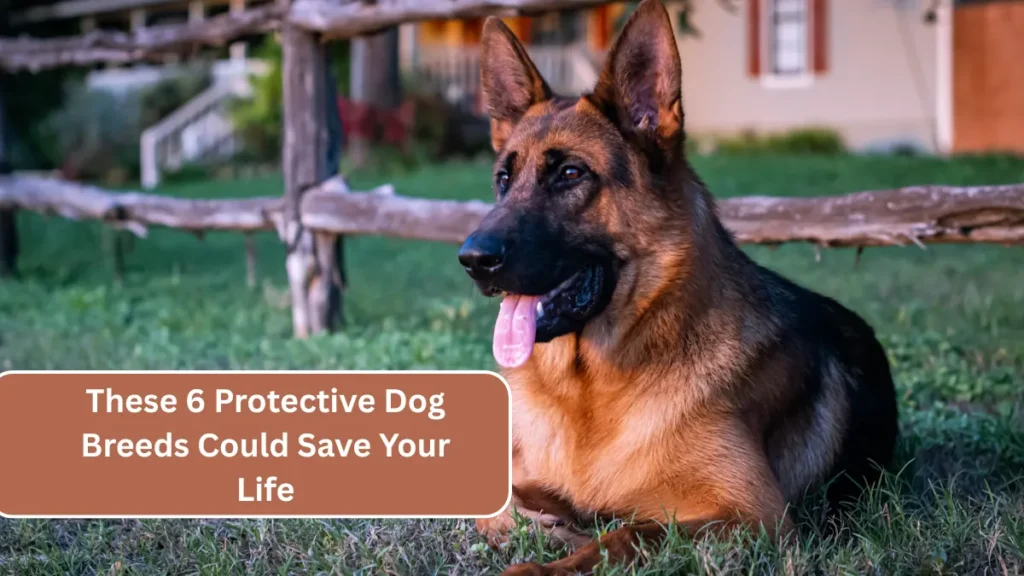 These 6 Protective Dog Breeds Could Save Your Life