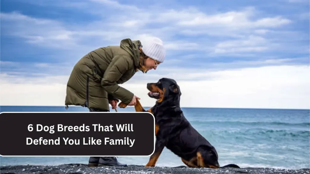 6 Dog Breeds That Will Defend You Like Family