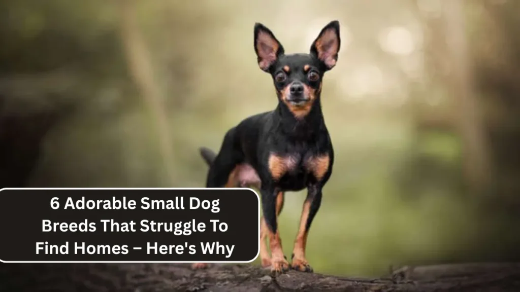 6 Adorable Small Dog Breeds That Struggle To Find Homes – Here's Why