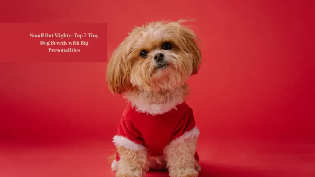 Small But Mighty: Top 7 Tiny Dog Breeds with Big Personalities