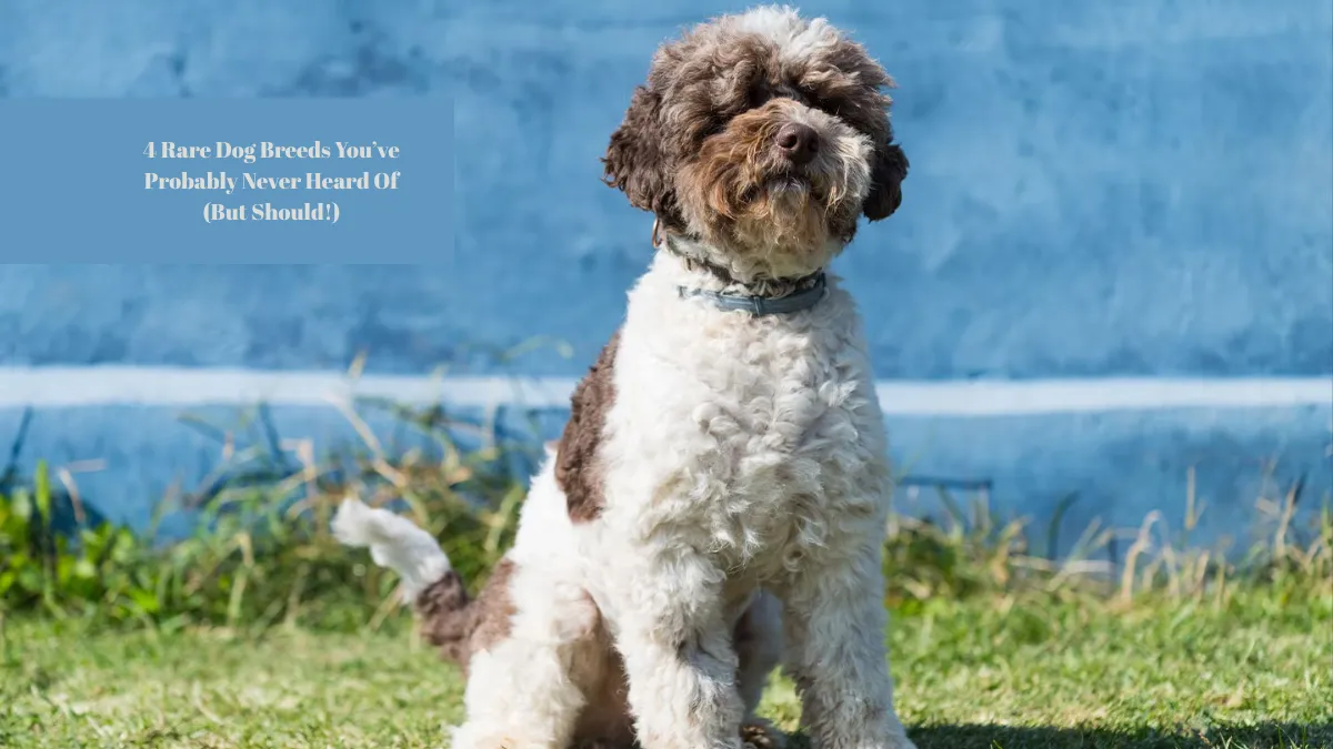 4 Rare Dog Breeds You’ve Probably Never Heard Of (But Should!)