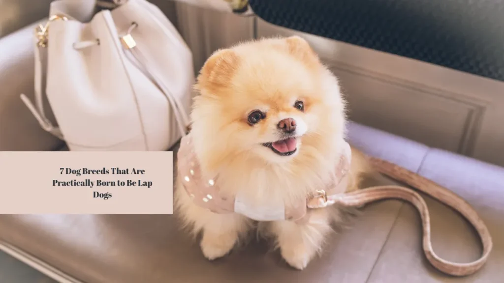 7 Dog Breeds That Are Practically Born to Be Lap Dogs