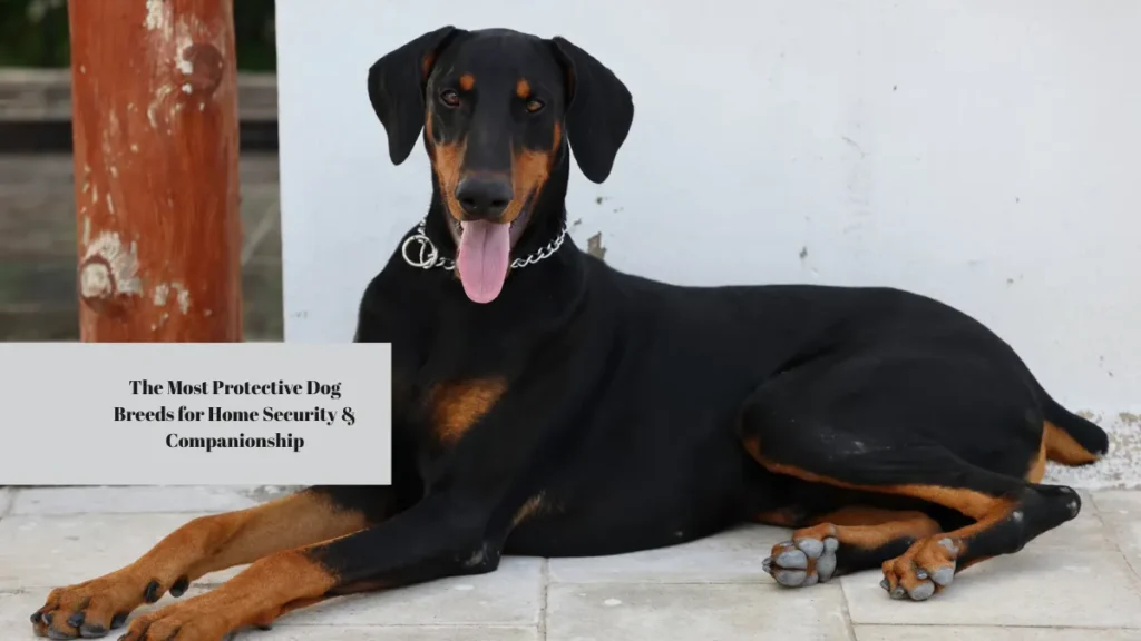 The Most Protective Dog Breeds for Home Security & Companionship