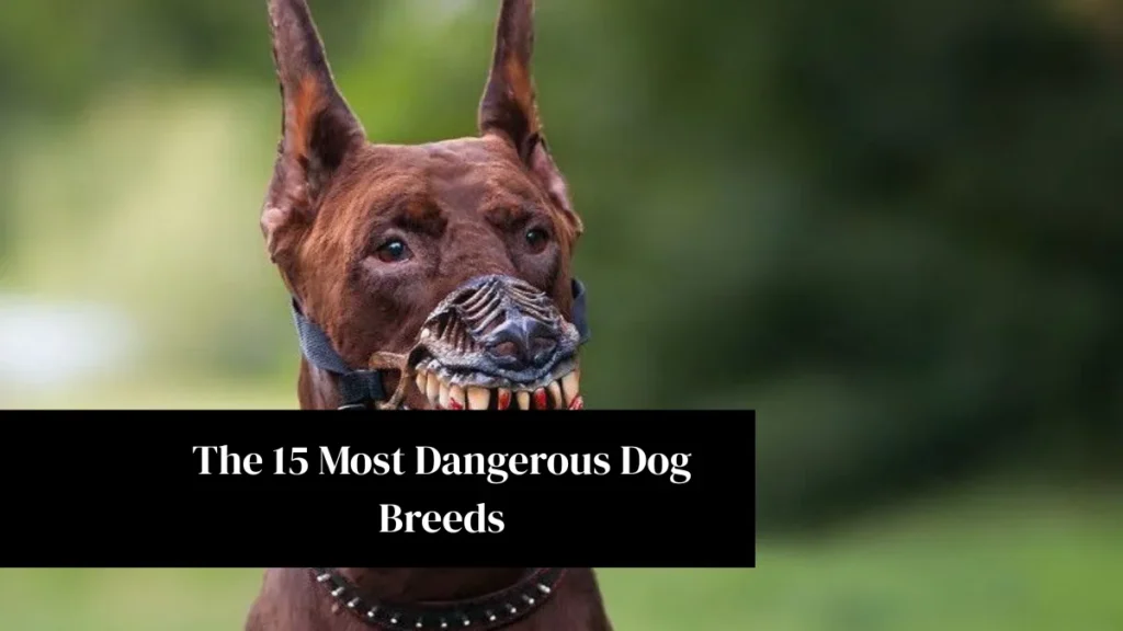 The 15 Most Dangerous Dog Breeds