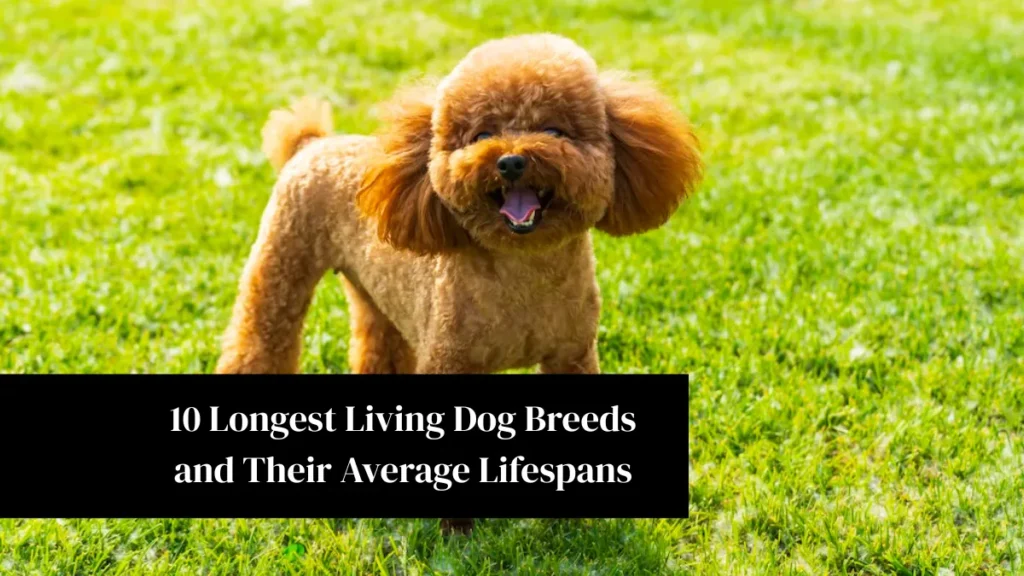 10 Longest Living Dog Breeds and Their Average Lifespans