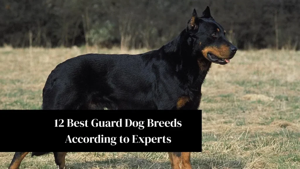 12 Best Guard Dog Breeds According to Experts