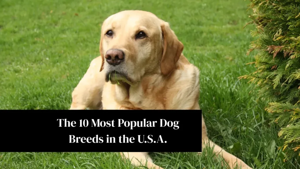 The 10 Most Popular Dog Breeds in the U.S.A.