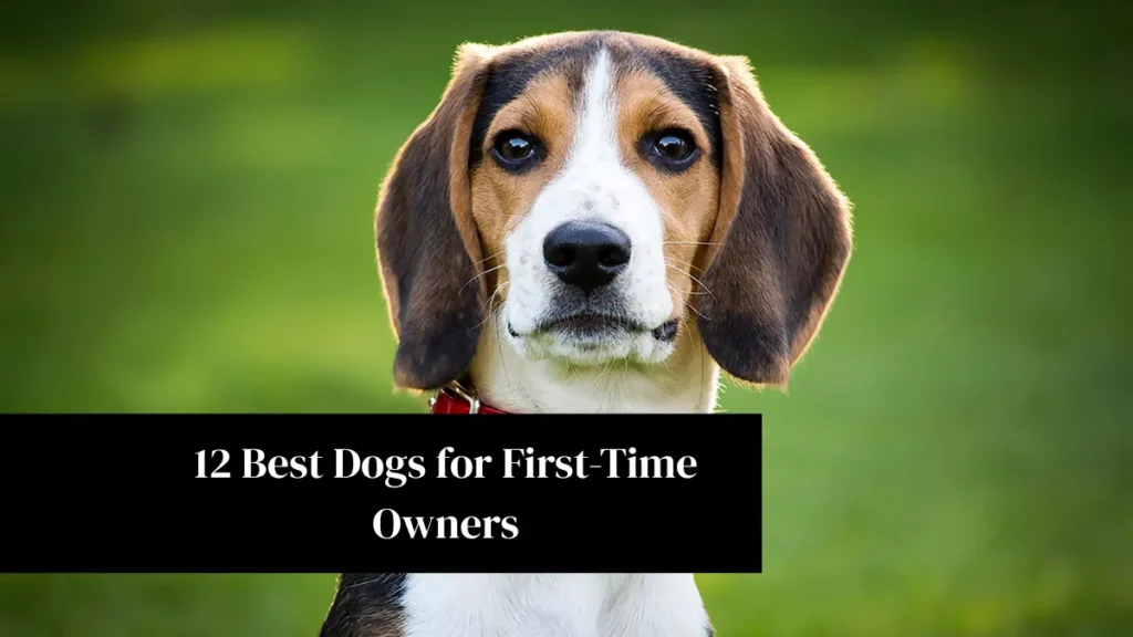 12 Best Dogs for First-Time Owners
