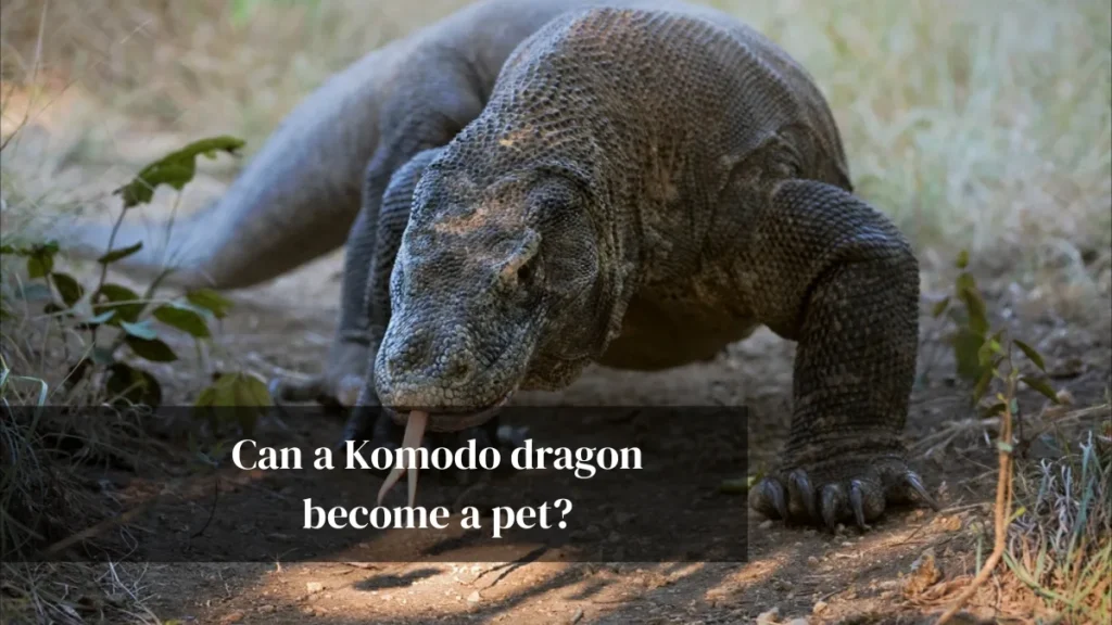 Can a Komodo dragon become a pet?