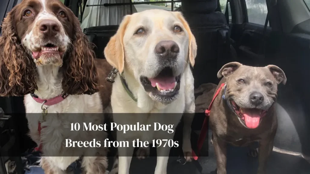 10 Most Popular Dog Breeds from the 1970s