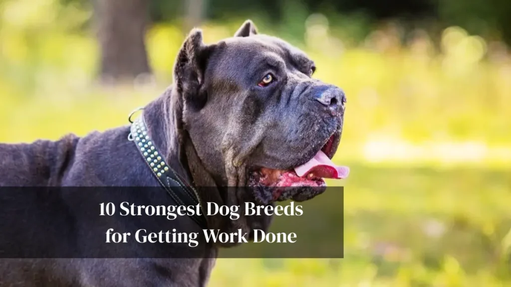 10 Strongest Dog Breeds for Getting Work Done