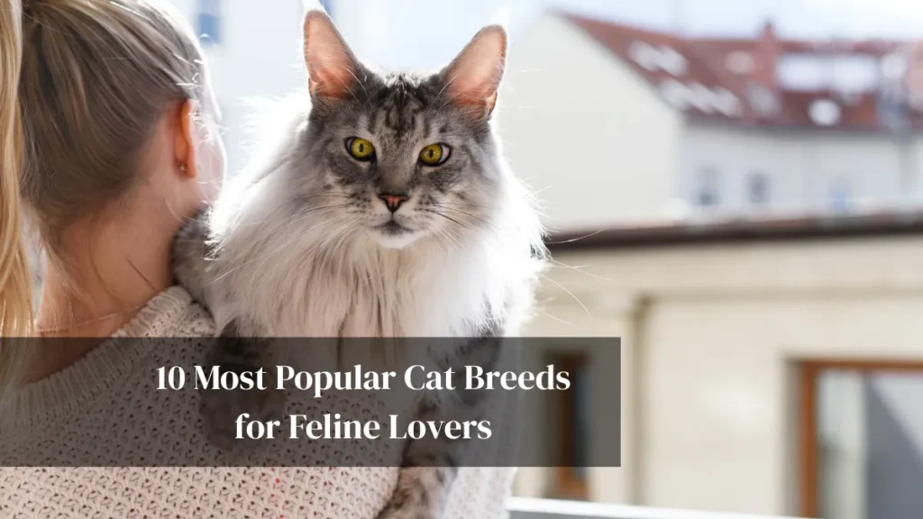 10 Most Popular Cat Breeds for Feline Lovers