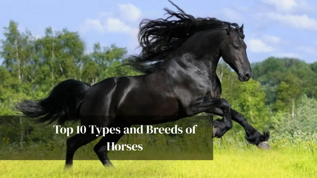Top 10 Types and Breeds of Horses