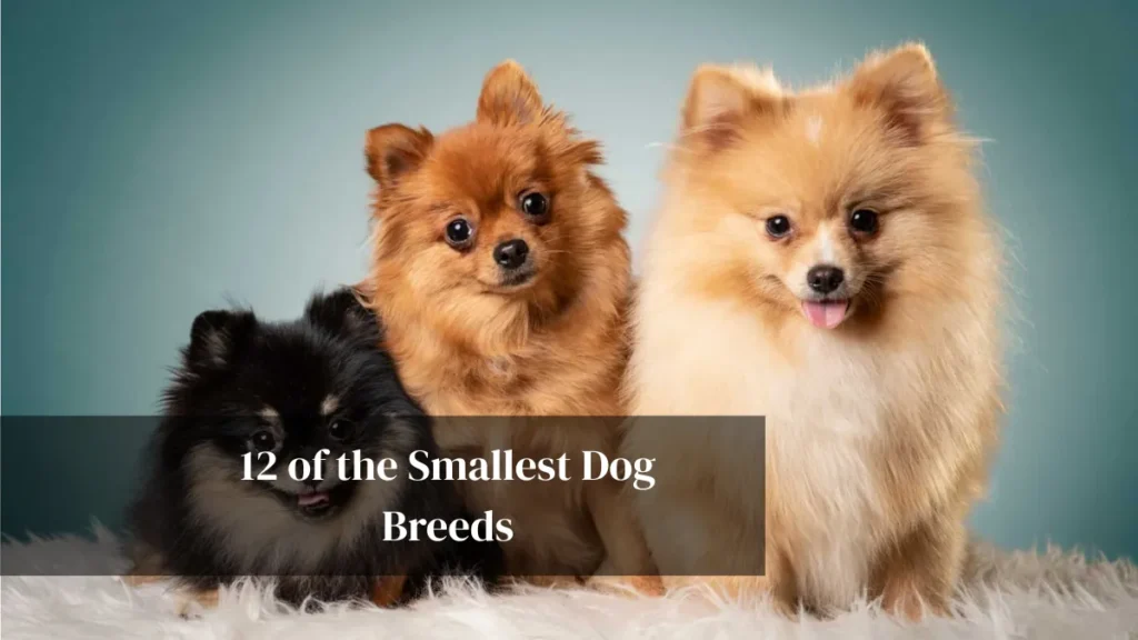 12 of the Smallest Dog Breeds