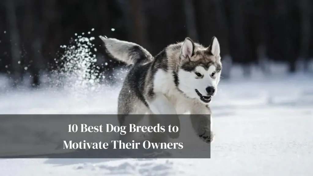 10 Best Dog Breeds to Motivate Their Owners