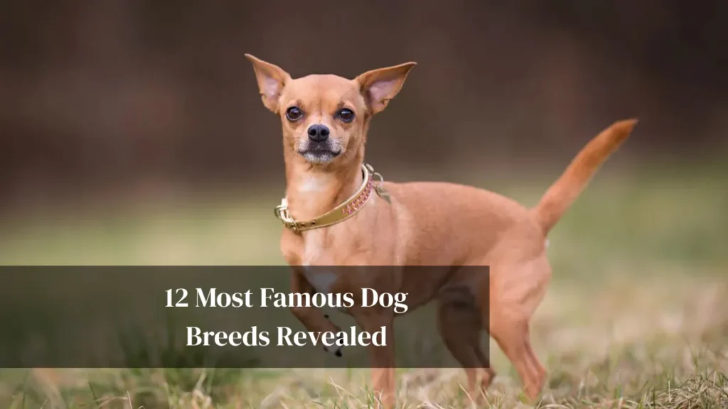 12 Most Famous Dog Breeds Revealed