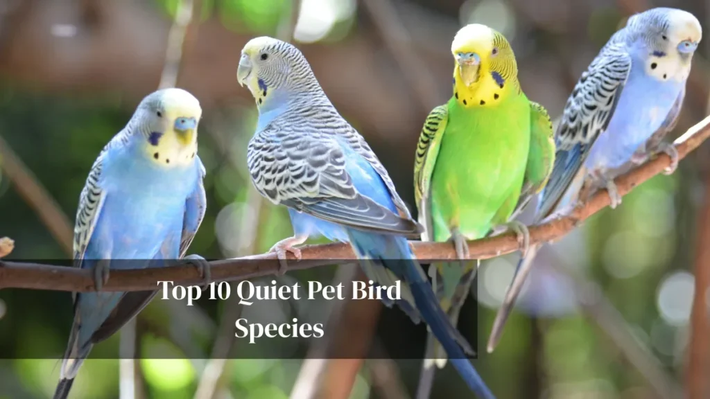 Top 10 Quiet Pet Bird Species