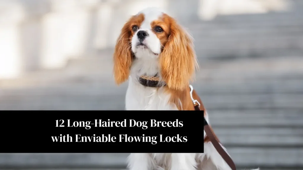 12 Long-Haired Dog Breeds with Enviable Flowing Locks