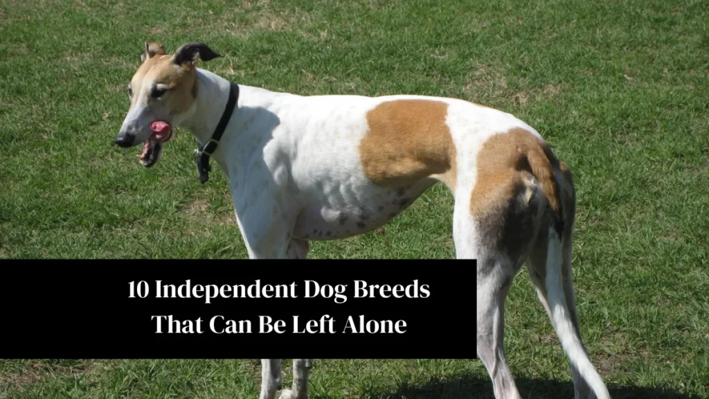 10 Independent Dog Breeds That Can Be Left Alone