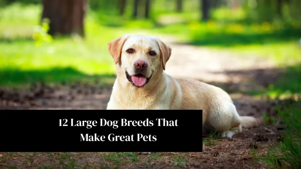 12 Large Dog Breeds That Make Great Pets
