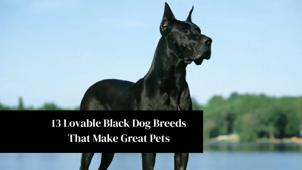 13 Lovable Black Dog Breeds That Make Great Pets