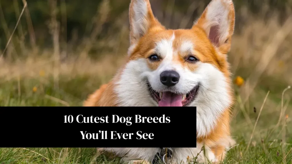 10 Cutest Dog Breeds You’ll Ever See