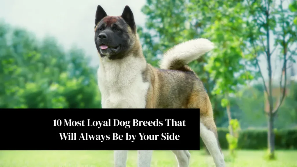 10 Most Loyal Dog Breeds That Will Always Be by Your Side