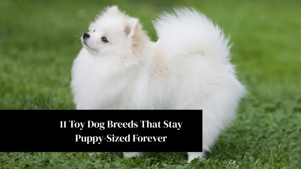 11 Toy Dog Breeds That Stay Puppy-Sized Forever