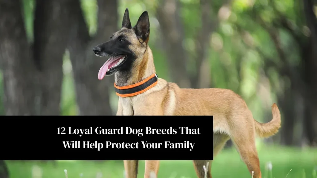 12 Loyal Guard Dog Breeds That Will Help Protect Your Family