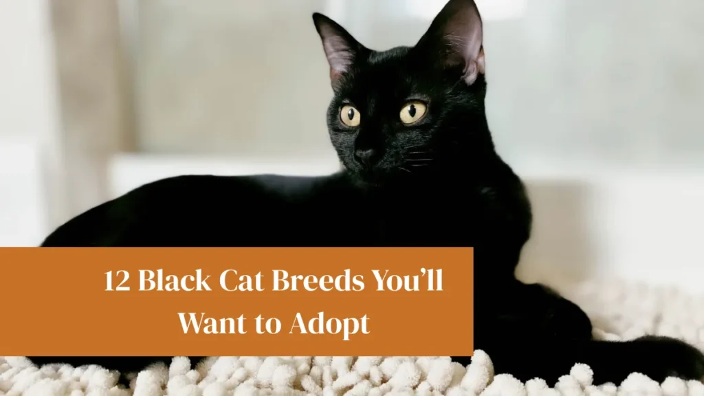 12 Black Cat Breeds You’ll Want to Adopt