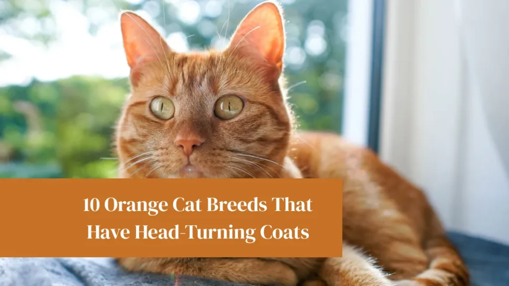 10 Orange Cat Breeds That Have Head-Turning Coats