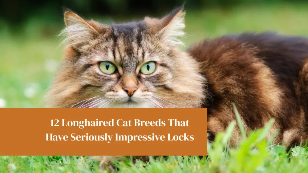 12 Longhaired Cat Breeds That Have Seriously Impressive Locks