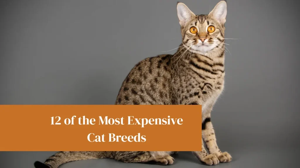12 of the Most Expensive Cat Breeds