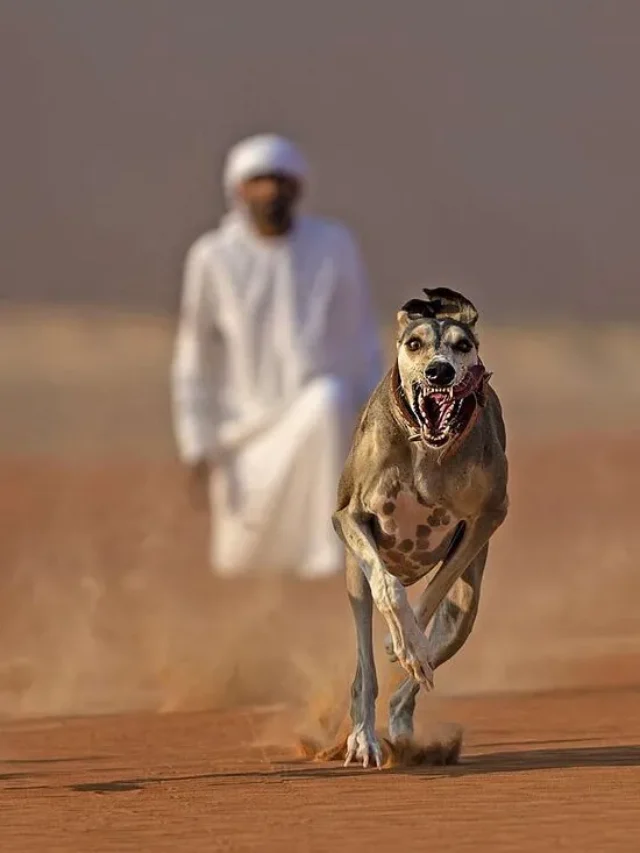7 Ancient Dog Breeds That Still Exist Today