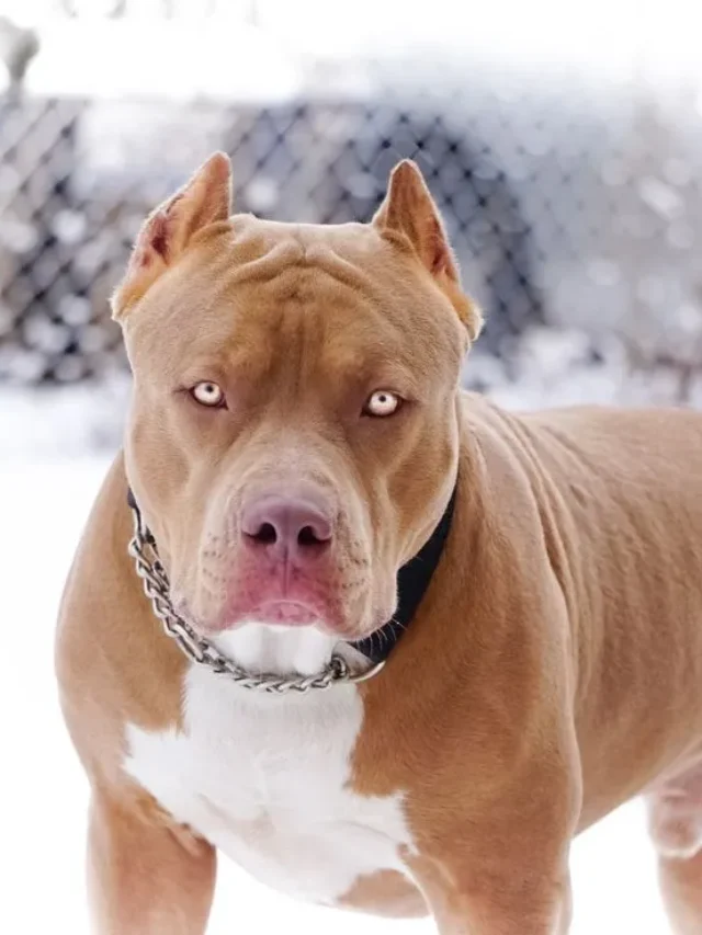 9 Strongest Dog Breeds in the World