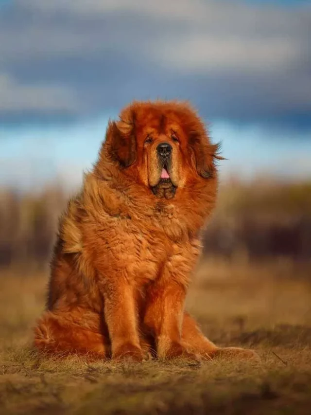 7 Giant Dog Breeds That Think They're Lap Dogs