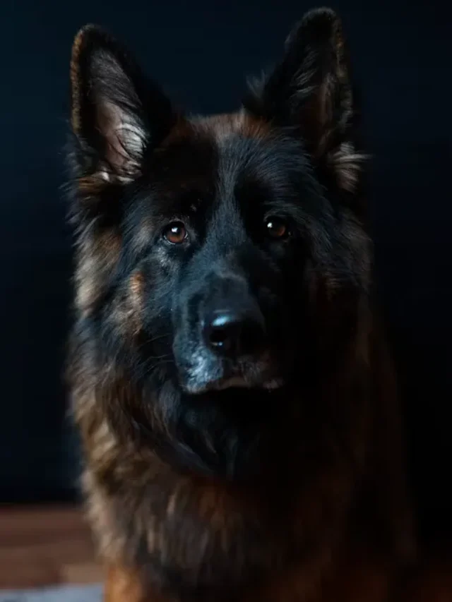 6 Dog Breeds Known for Extreme Loyalty