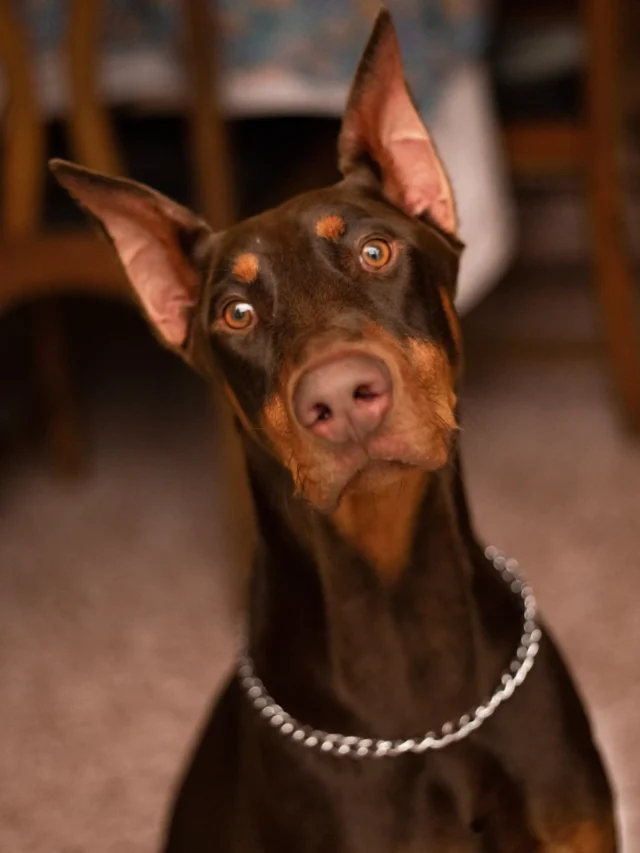 8 Dog Breeds That Are Easiest to Train
