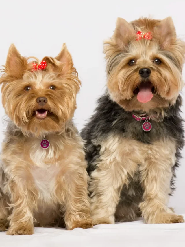 9 Hypoallergenic Dog Breeds Perfect for Allergy Sufferers